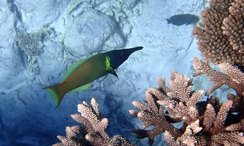 Bird Wrasse