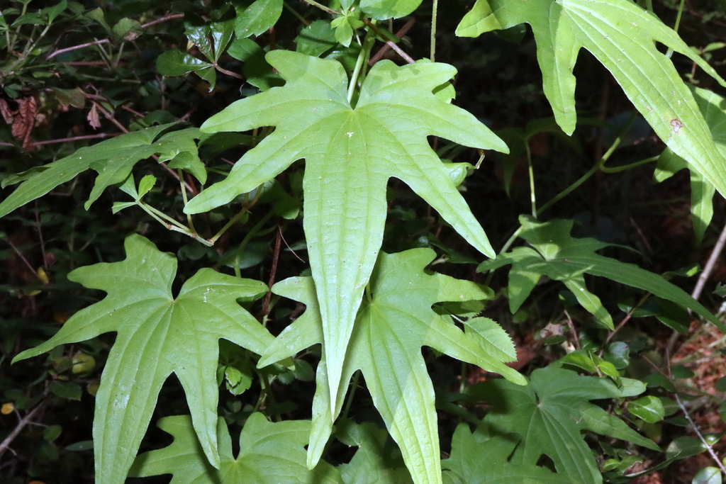 Cinnamon vines from Cautín, Araucanía, Chile on December 30, 2022 at 11