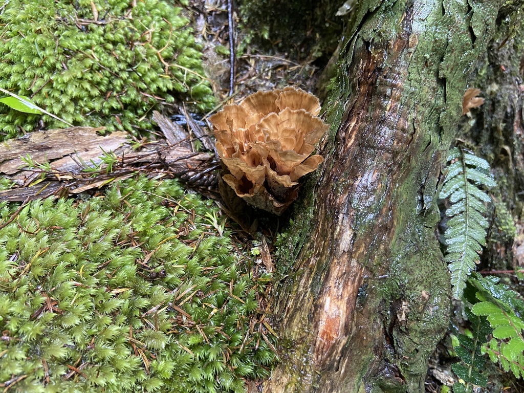 Wine Glass Fungus from North Island, Kerikeri, Northland, NZ on January