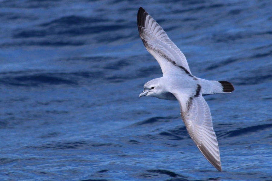 Fulmar Prion (Pachyptila crassirostris) photo