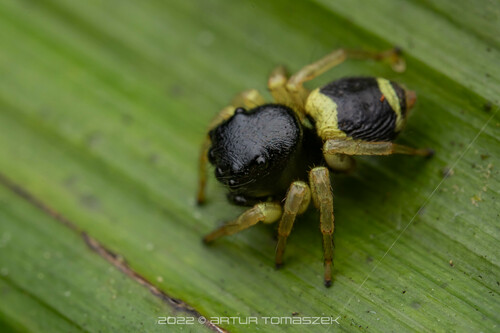 Pystira ephippigera (Simon, 1885)