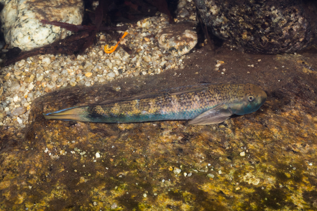 Blue Streamgoby from Wooroonooran, Cairns - Pt B, Queensland, Australia ...