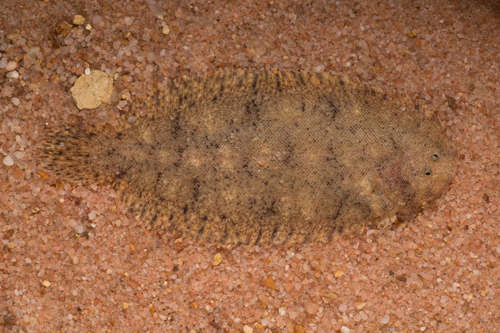 Leptachirus triramus