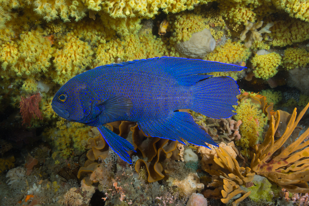 Southern Blue Devil from Mornington P'sula - South, Victoria, Australia ...