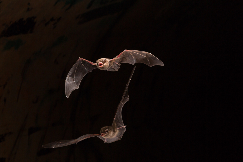 Australasian Bent-winged Bat from Ludmilla, Northern Territory ...