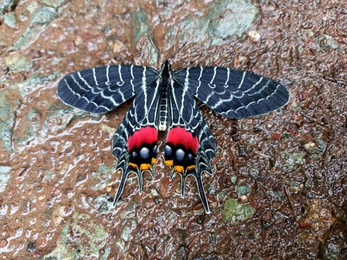 Bhutan Glory (Bhutanitis lidderdalii) · iNaturalist