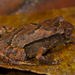 Pouched Frog - Photo (c) Nathan Litjens, all rights reserved, uploaded by Nathan Litjens