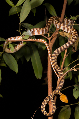 Brown Tree Snake sighting