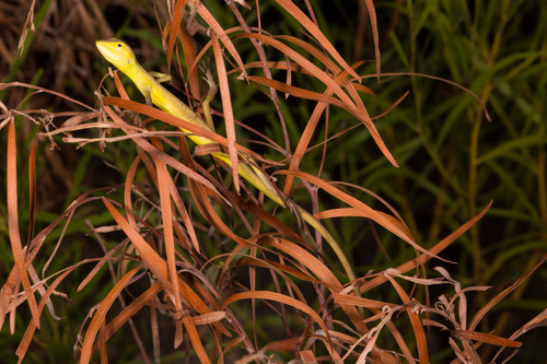 Superb Twoline Dragon (Diporiphora superba) · iNaturalist