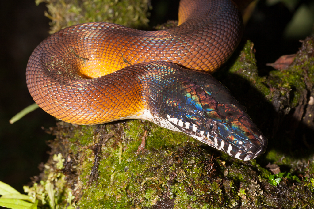 Northern White-lipped Python from Mimika, Papua, Indonesia on August 18 ...