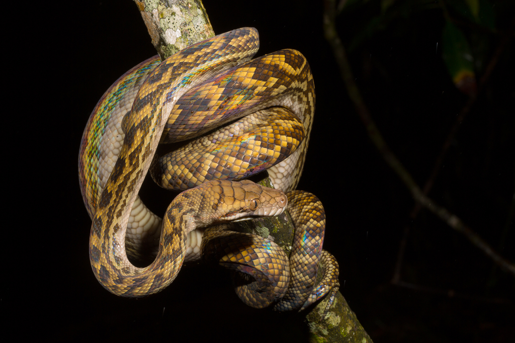 Australian Scrub Python from Daintree, Douglas, Queensland, Australia ...