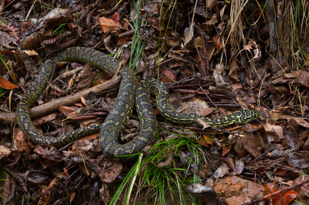 Diamond Python from Gloucester, New South Wales, Australia on November ...