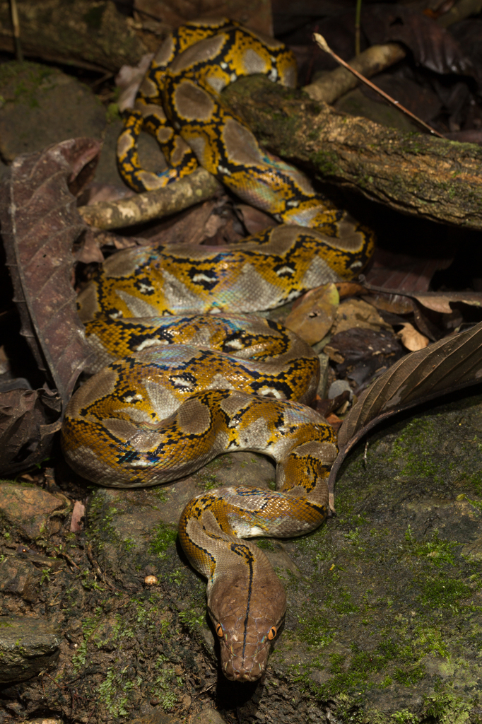 Reticulated Python from Lahad Datu, Sabah, Malaysia on October 03, 2012 ...