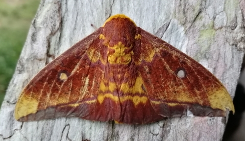 Eacles callopteris
