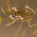 Wailing Frog - Photo (c) Nathan Litjens, all rights reserved, uploaded by Nathan Litjens