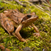 Agile Frog - Photo (c) Nathan Litjens, all rights reserved, uploaded by Nathan Litjens