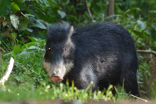 White-lipped Peccary