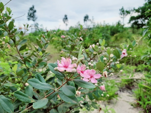 Rose Myrtle
