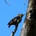 Brown-capped Woodpecker - Photo (c) Ambady Sasi, all rights reserved, uploaded by Ambady Sasi
