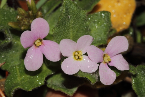 Arabis aubrietioides