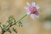 Cota pestalozzae - Photo (c) Özgür Koçak, all rights reserved, uploaded by Özgür Koçak