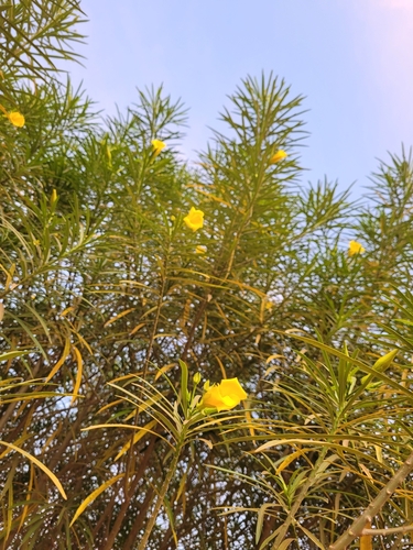 Be-still tree