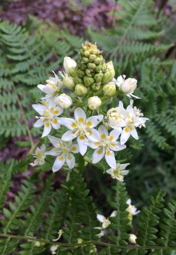 iNaturalist observation photo of Deathcamas