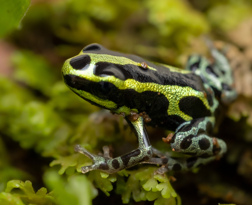 Variable Poison Frog (Ranitomeya variabilis) · iNaturalist