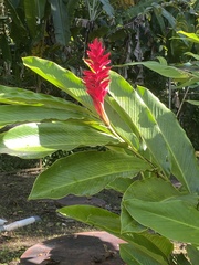 Alpinia purpurata image