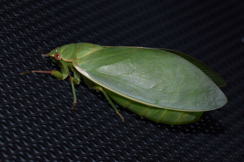 Cystosoma saundersii (Westwood, 1842)