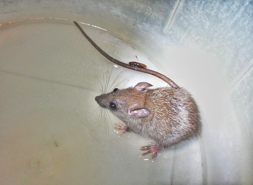 Cutch Rock Rat (Cremnomys cutchicus) — Least Concern Mammalia
