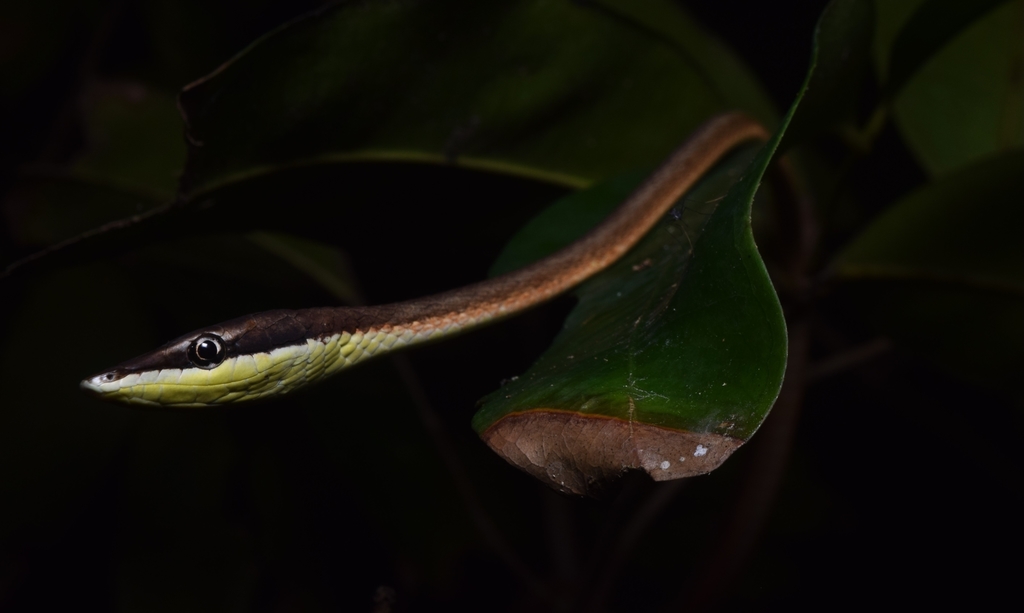 Rutherford's Vine Snake from Mayaro Rio Claro Regional Corporation ...