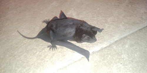 Black mastiff bat