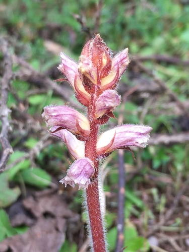Common Broomrape