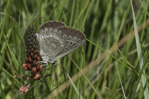 Orachrysops warreni · iNaturalist