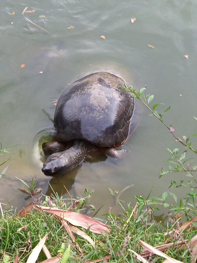 Southern River Terrapin in January 2023 by husna aisyah · iNaturalist