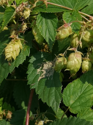 Paprastasis apynys nuotrauka