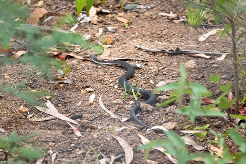 Highlands Copperhead sighting