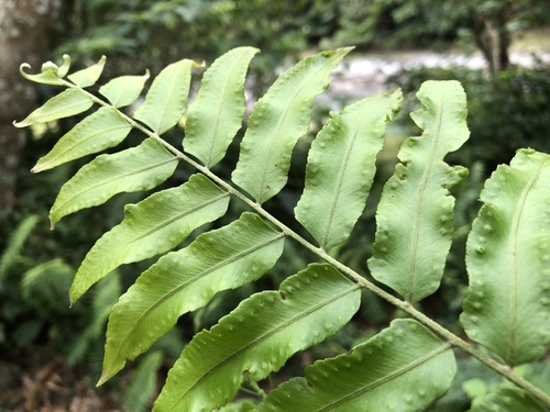 Nephrolepis X pseudobiserrata