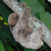 Maned Three-toed Sloth - Photo (c) Bruno Rennó, all rights reserved, uploaded by Bruno Rennó