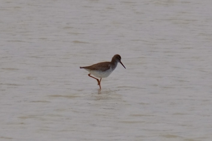 Common Redshank from Al Daayen, Al Daayen, Al Daayen, QA on January 5 ...