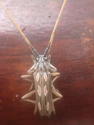 Bothriospila elegans