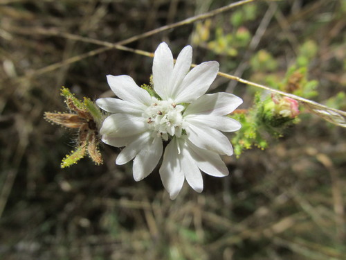 iNaturalist observation photo of tarweeds, silverswords, and allies