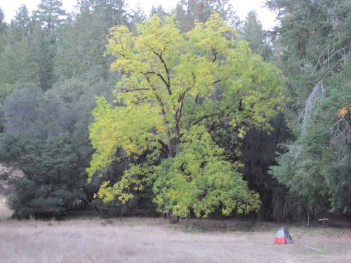 iNaturalist observation photo of northern California black walnut