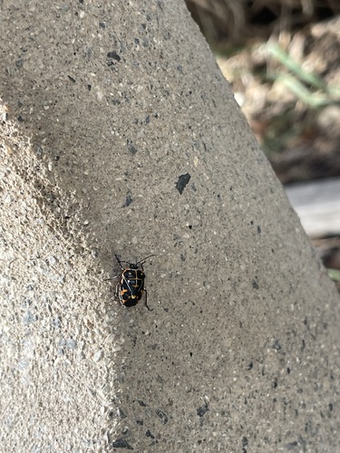 iNaturalist observation photo of Harlequin Bug