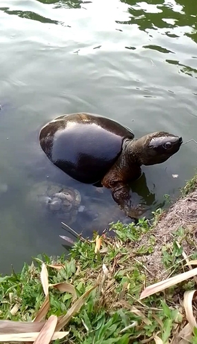 soft shelled turtle tawog｜TikTok खोज