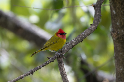 Red-headed Tanager