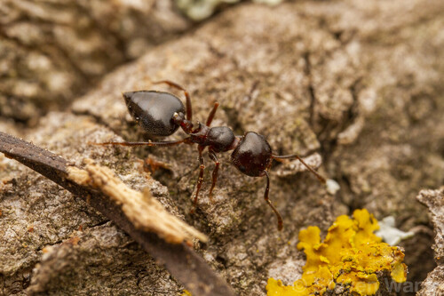 Crematogaster isolataCrematogaster isolata