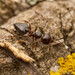 Crematogaster isolata - Photo (c) Steven Wang, all rights reserved, uploaded by Steven Wang