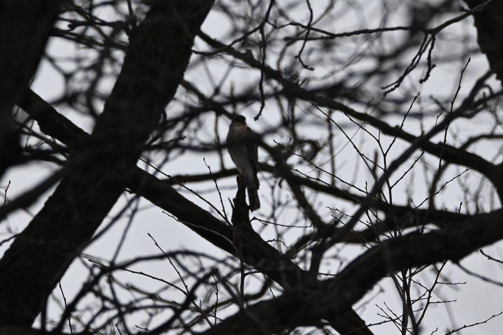 Sharp-shinned Hawk from Cook County, IL, USA on January 4, 2023 at 08: ...